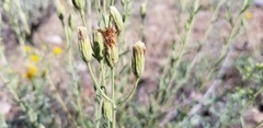 Brickellia oblongifolia