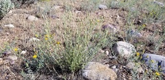 Brickellia oblongifolia