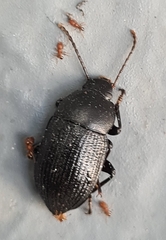 Helopini