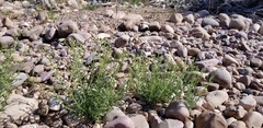 Brickellia oblongifolia
