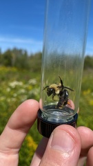 Bombus rufocinctus