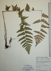 Dryopteris × boottii