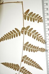 Dryopteris × boottii