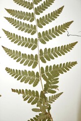 Dryopteris × boottii