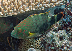 Cheilinus trilobatus