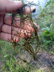 Potamogeton trichoides