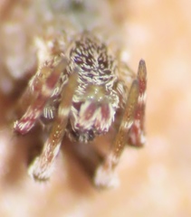 Uloborus