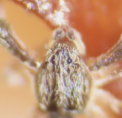 Uloborus