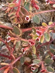 Euphorbia arizonica