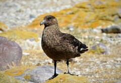 Stercorarius chilensis