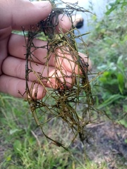 Potamogeton trichoides