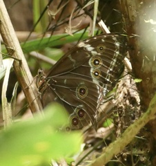 Morpho helenor