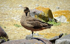 Stercorarius chilensis