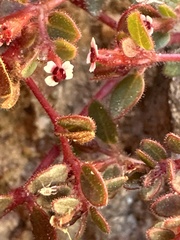 Euphorbia arizonica
