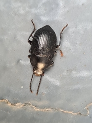 Helopini