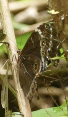 Morpho helenor
