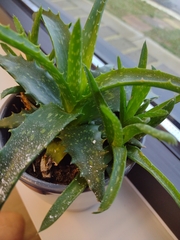 Aristaloe aristata