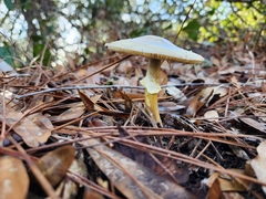Amanita lavendula