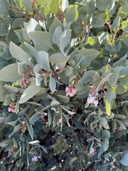 Arctostaphylos glauca