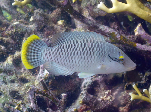 Napoleon Wrasse