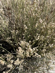 Baccharis sergiloides