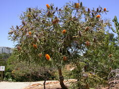 Banksia ashbyi