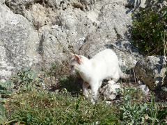 Felis catus