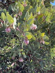 Arctostaphylos glauca
