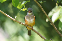 Halcyon leucocephala