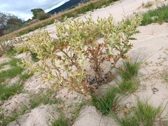 Argemone platyceras