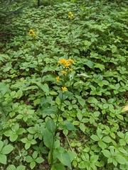 Solidago macrophylla