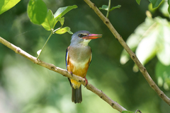 Halcyon leucocephala