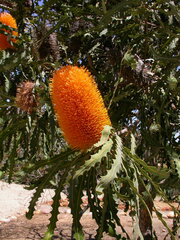 Banksia ashbyi