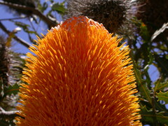 Banksia ashbyi