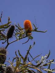 Banksia ashbyi