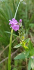 Physostegia parviflora