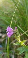 Physostegia parviflora