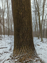 Liriodendron tulipifera