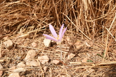 Colchicum parlatoris