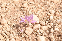 Colchicum parlatoris