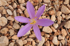 Colchicum parlatoris