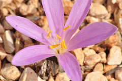 Colchicum parlatoris