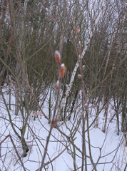 Salix caprea