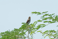 Amblyospiza albifrons