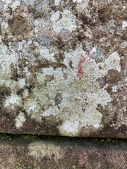 Trapelia placodioides