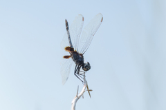 Urothemis