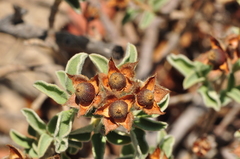Cistus parviflorus