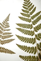 Dryopteris × boottii