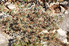 Cistus parviflorus