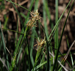 Carex halleriana